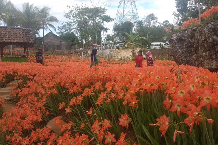 Kebun Bunga Amarilis dilihat dari Pinggir Jalan Yogyakarta-Wonosari