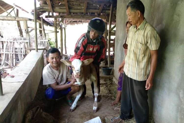 Anak sapi milik Samiyem, warga Kecamatan Ngawen, Gunungkidul, Yogyakarta, lahir berkaki dua. 