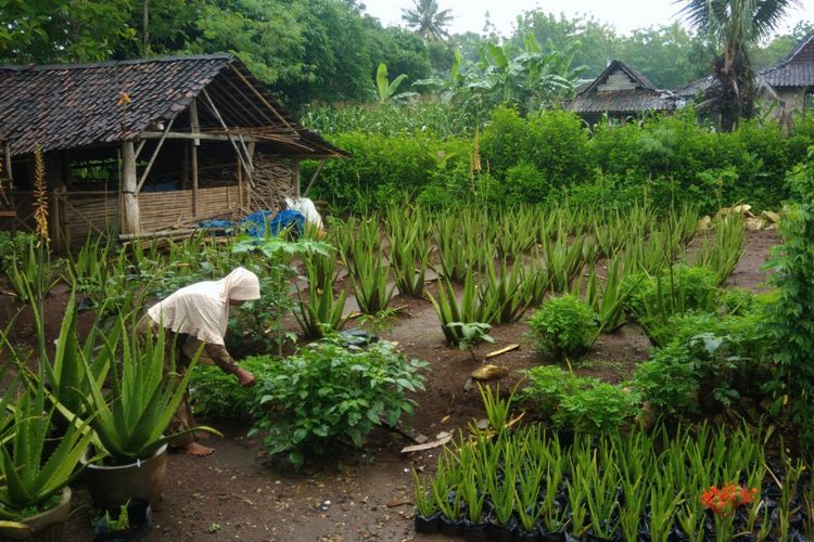 Dusun Jeruk Legi, Desa Katongan, Kecamatan Nglipar, Gunungkidul, pekarangan warganya dipenuhi tanaman lidah buaya. Foto: Kompas.com/Marcus Yuwono