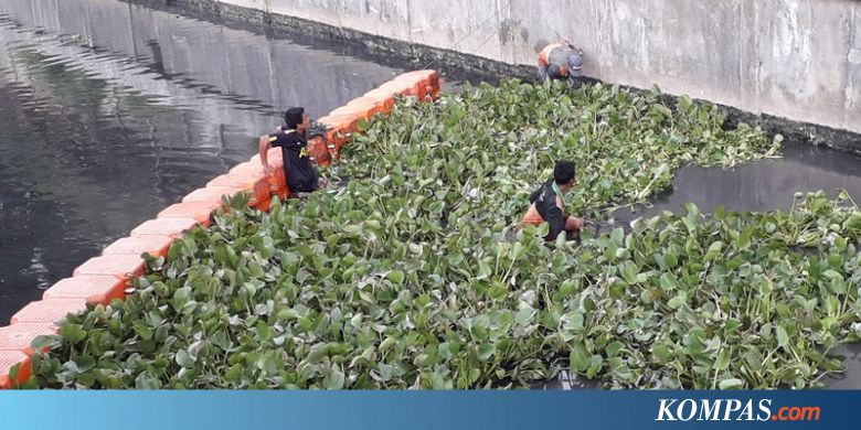 Kali Inlet 3 Tanjung Priok Mulai Ditanami Eceng Gondok