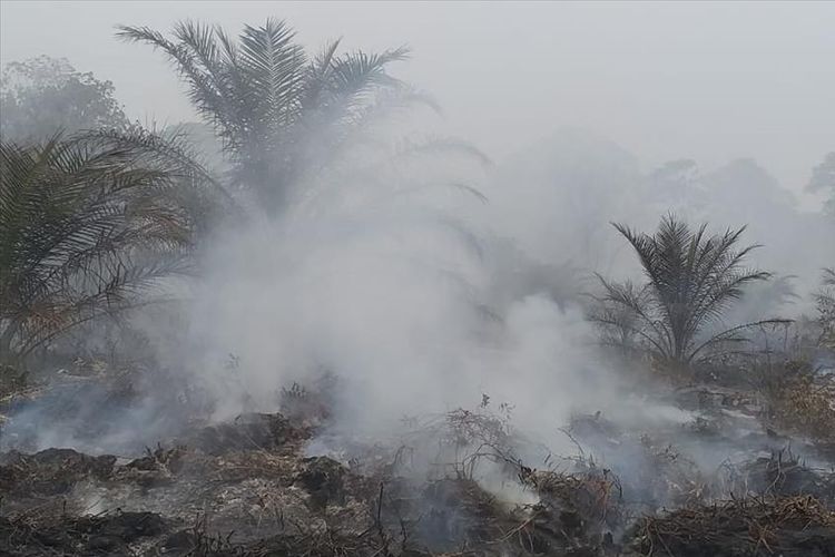 Kebakaran hutan dan lahan kembali terjadi di Riau menghanguskan lahan gambut yang kering
