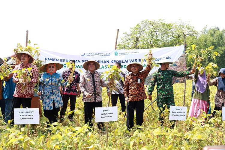 Bupati Lamongan Fadeli dan jajaran forkopimda setempat bersama perwakilan Bank Indonesia Jawa Timur, saat panen benih kedelai di Desa Kedungbanjar, Kecamatan Sugio, Lamongan.