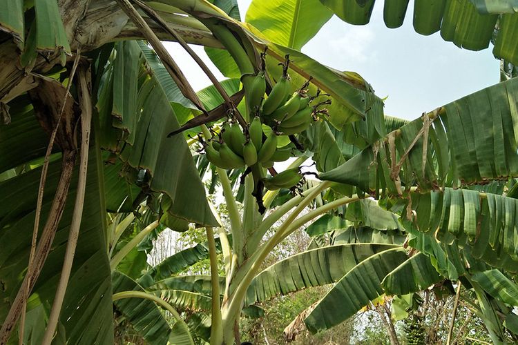 Pohon pisang lain yang juga berbuah di pekarangan belakang rumah pasangan Muhajir-Jumiati.