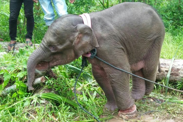 Foto anak gajah yang diperkirakan berusia 3 bulan saat dievakuasi ke permukiman di Kecamatan Geumpang, Aceh.