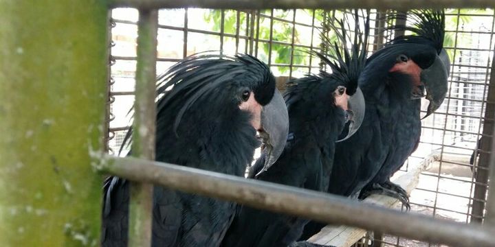 38 Ekor Burung Kakatua Gagal Diselundupkan Ke Luar Negeri