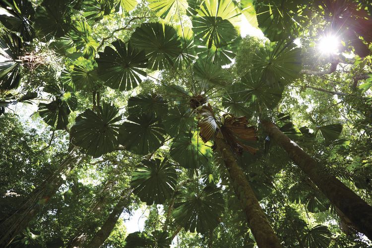 Hutan belantara di Cairns, Australia. Perjalanan wisata ke daerah ini bisa dilakukan dengan kereta api. 