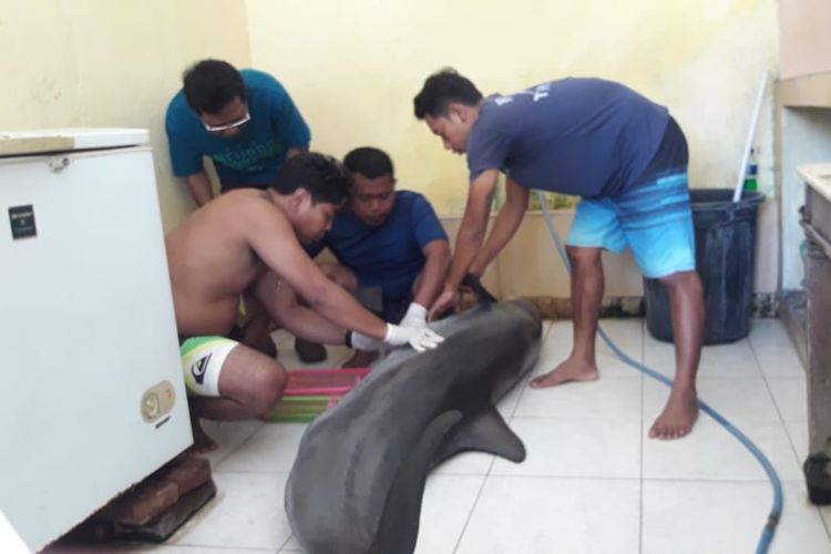 Seekor lumba-lumba hidung botol ditemukan mati di sebuah hotel di Lovina, Buleleng