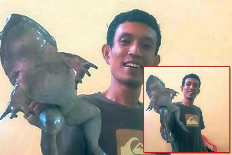 Katak raksasa Enrekang jenis Limnonectes gruniens