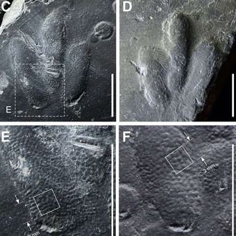 Cetakan kulit dari jejak dinosaurus ditemukan di Korea.