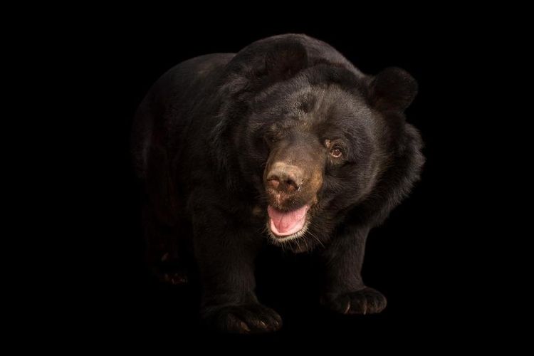 Beruang hitam Asia yang difoto di Kamla Nehru Zoological Garden, Ahmedabad, India. 