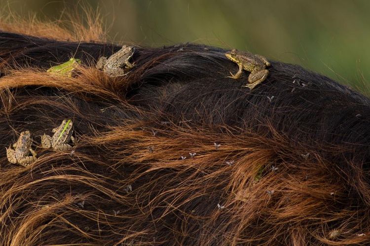 Katak memakan kutu dan lalat pada punggung kerbau.