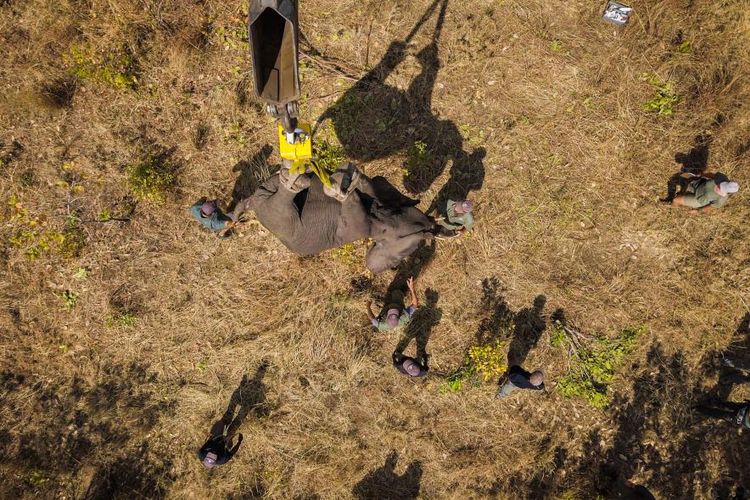 Sebuah crane khusus diciptakan untuk mengangkat dan memindahkan 520 gajah yang sudah dibius.