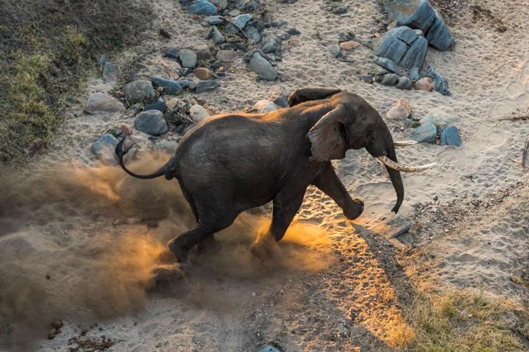 Seekor gajah jantan berlari di sekitar sungai Shire, Suaka Margasatwa Majete, Malawi.