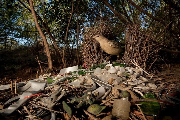 Seekor burung Namdur di Queensland, Australia, menghiasi rumahnya dengan pecahan kaca, mainan plastik, dan berbagai sampah manusia lainnya.