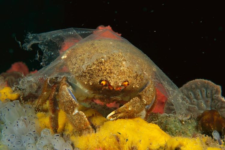Seekor kepiting spons mengenakan plastik di Edithburgsh Australia. Kepiting spons biasanya mengenakan spons lautan untuk mengamuflasikan dirinya dari predator, plastik yang bening ini jelas tidak cukup.