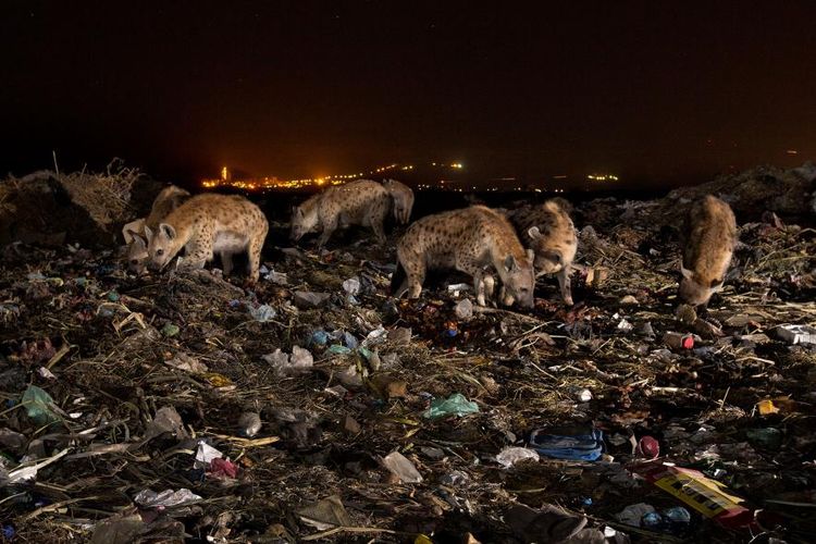 Sekumpulan hyena mencari makan di antara pembuangan sampah Mekelle, Ethiopia.