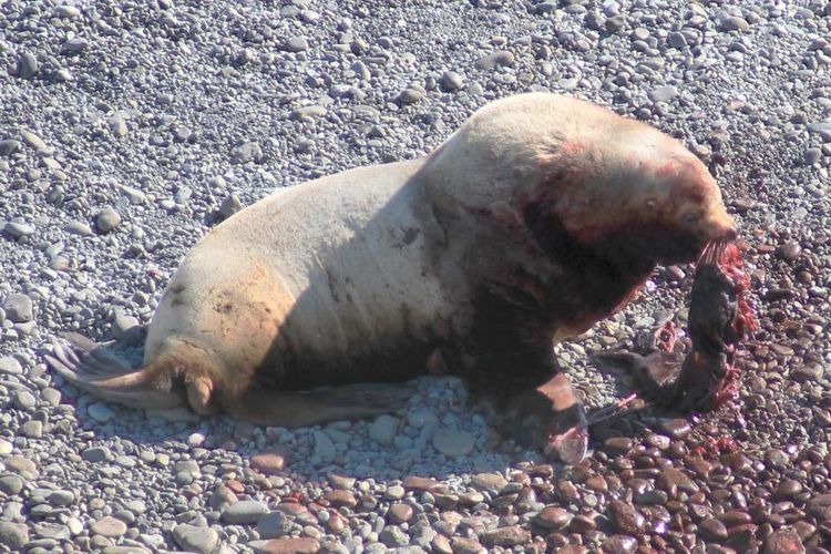 Seekor singa laut Steller jantan terlihat menyobek dan memakan bayi singa laut pada tahun 2014.