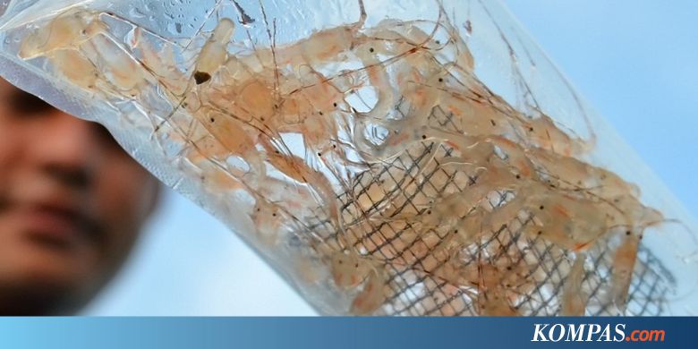 Penyelundupan Benih Lobster Senilai Rp 37 Miliar di Jambi Digagalkan