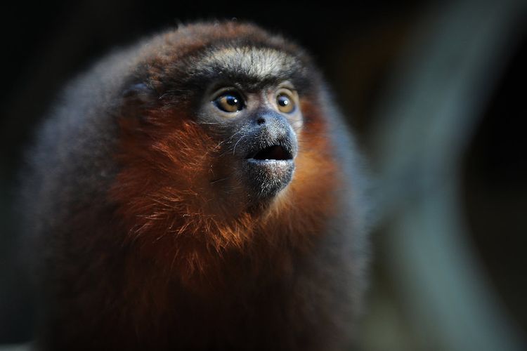 Monyet titi, salah satu primata monogami