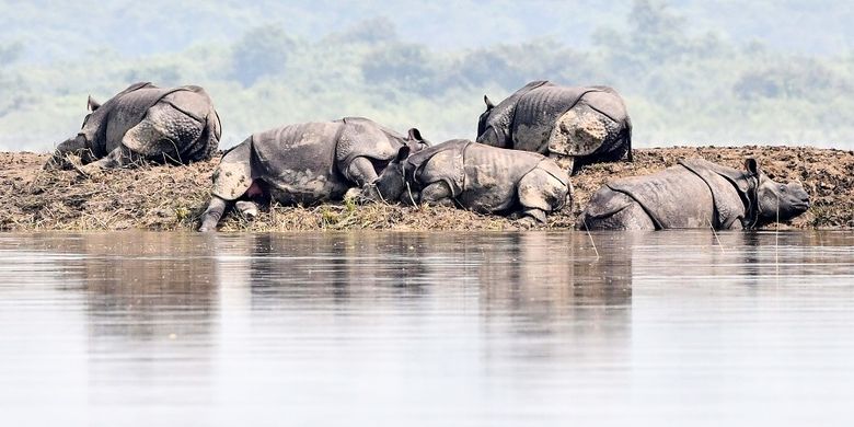 Sejumlah badak bercula satu India, yang terancam punah, di Taman Nasional Kaziranga, menyelamatkan diri dari banjir dan genangan air dengan menuju ke dataran yang lebh tinggi.