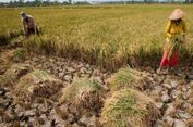 Cerita Warga Gunungkidul, Manfaatkan Sisa Air Telaga saat Kekeringan Melanda