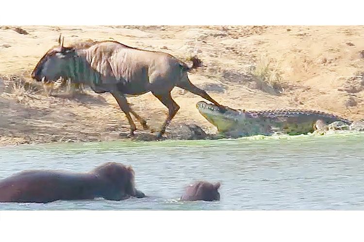 Sebuah video dari Kruger National Park menunjukan bagaimana dua kuda nil tiba-tiba menyerang buaya dan menyelamatkan wildebeest.