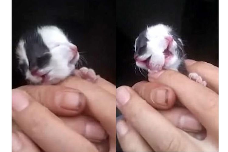 Anak kucing berwajah dua yang lahir di Chongqing, China