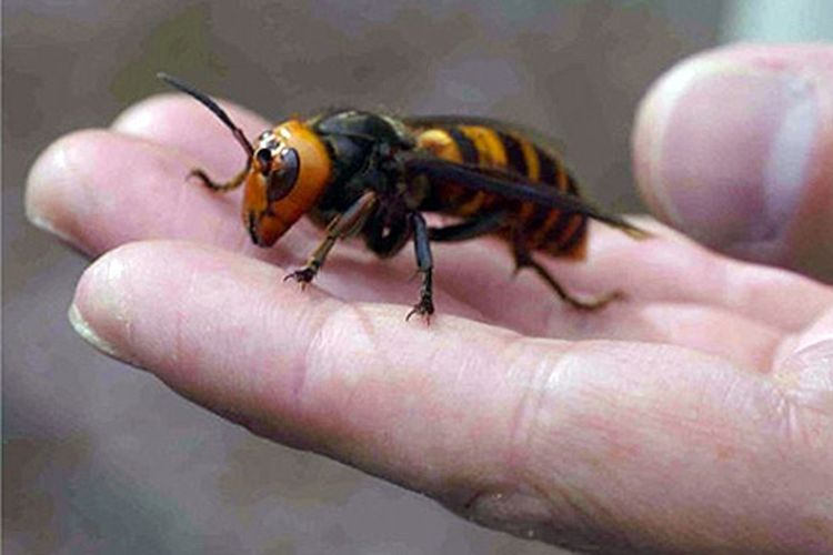 Lebah raksasa Jepang (giant hornet)