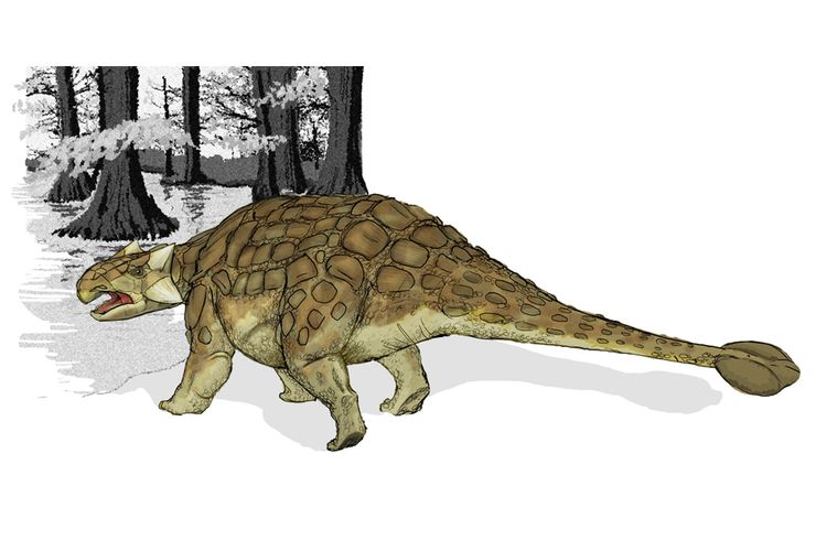 Ilustrasi Ankylosaurus berdasarkan rekonstruksi tulang di Carpenter 2004 dan foto fosil.