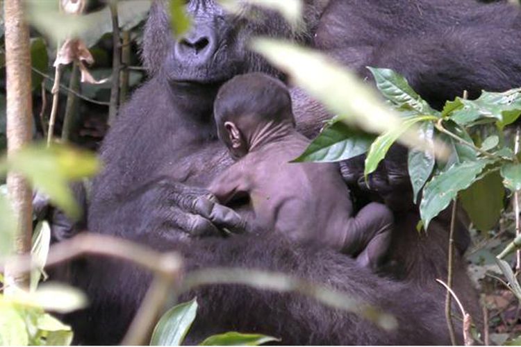 Bayi gorila berusia kurang seminggu ini terekam kamera para peneliti WCS Congo.