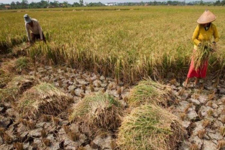 Kemarau juga bisa mengakibatkan kekeringan di daerah persawahan. Alhasil, petani gagal panen. 