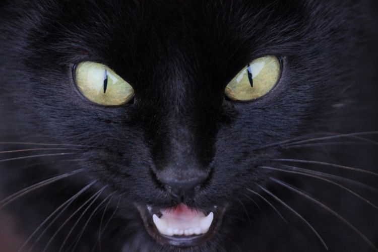Mata Kucing Tampak Aneh dan Seram? Begini Penjelasan Sains
