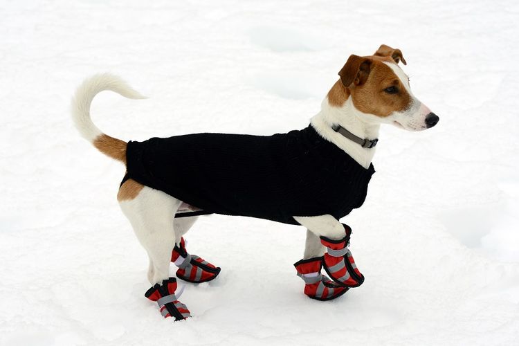 Ilustrasi Anjing Bersepatu di Musim Dingin.