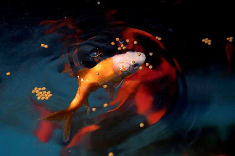 Seekor ikan emas yang dibuang oleh pemiliknya ditampung dan telah melewati masa karantina di Aquarium di Paris.