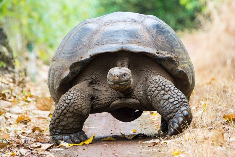Salah satu spesies kura-kura raksasa di pusat penangkaran di El Chato, Kepulauan Galapagos.