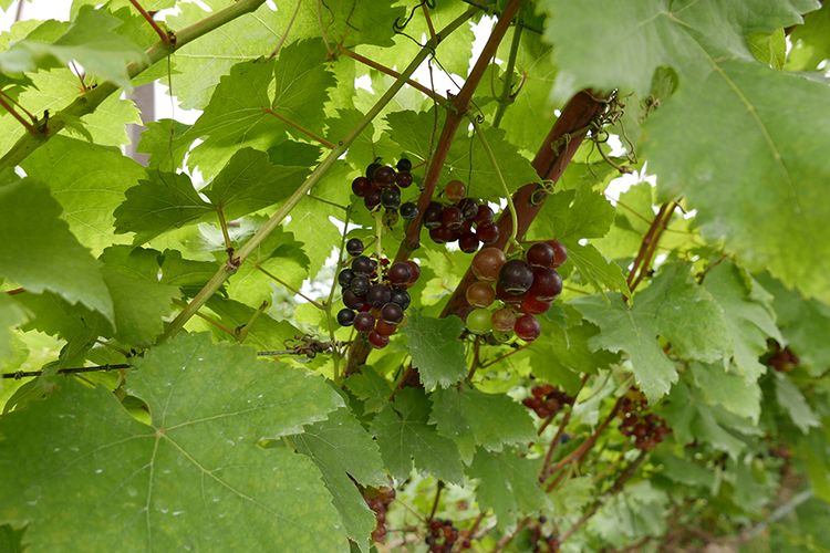 Perkebunan anggur di PB Valley Winery