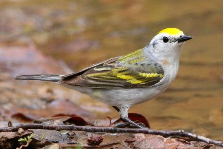 Burung ini merupakan hibrida tiga spesies yang pertama ditemukan oleh para peneliti.