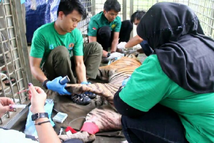 Harimau sumatera Atan Bintang saat mendapat penanganan medis dari dokter hewan di Pusat Rehabilitas Harimau Sumatera Dharmasraya di Sumatera Barat