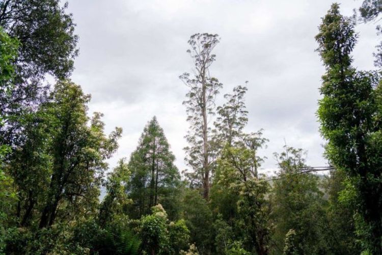 Centurion, pohon dengan tinggi 100,5 meter yang tumbuh di Tasmania. Sejauh ini jarang ada pohon yang tingginya mencapai 100 meter.