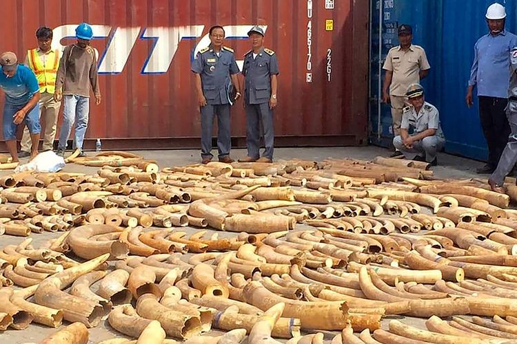 Petugas memeriksa ribuan potong gading gajah yang ditemukan dalam sebuah kontainer di pelabuhan di Phnom Penh, Kamboja.
