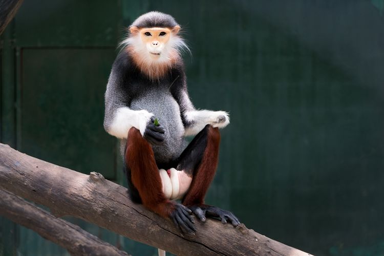 Monyet langur Vietnam, salah satu spesies primata langka yang terancam punah.