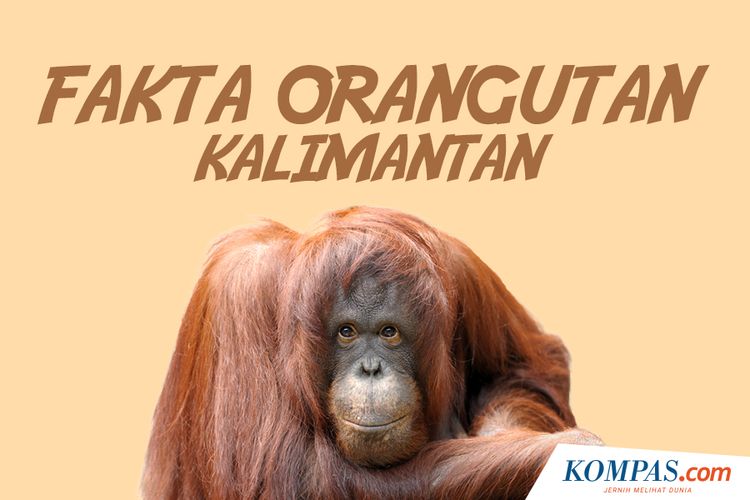 Fakta Orangutan Kalimantan