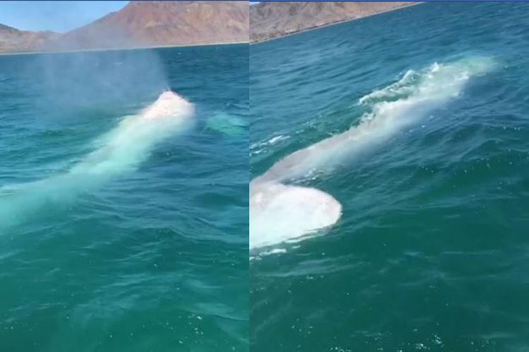 Paus putih yang terlihat di Baja California, Meksiko