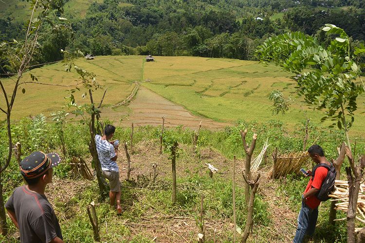 Persawahan Lingko Marang berbentuk Jaring Laba-Laba di Kampung Tado, Desa Ranggu, Kecamatan Kuwus Barat, Flores, NTT, Minggu, (31/3/2019). Ini merupakan salah satu destinasi wisata alam di Lembah Ranggu-Kolang Flores Barat.  