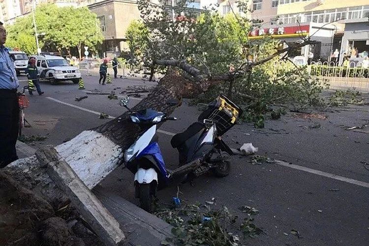 Motor milik kurir pengiriman yang tewas setelah tertimpa pohon di distrik Xicheng.