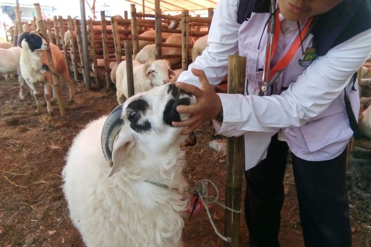 Pemerintah kota Kabupaten Tangerang melakukan pemeriksaan hewan kurban untuk Hari Raya Idul Adha di sebuah pejualan hewan kurban kawasan Cikupa, pada Rabu (15/8/2018).