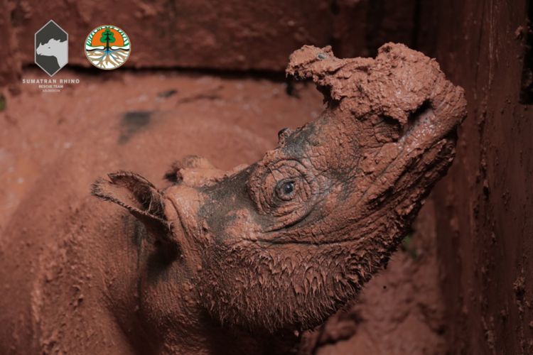 Pahu, Badak Sumatera yang berhasil ditangkap Balai Konservasi Sumber Daya Alam di hutan Kalimantan Timur. Saat ini kondisi Pahu baik, dan terpantau stabil.