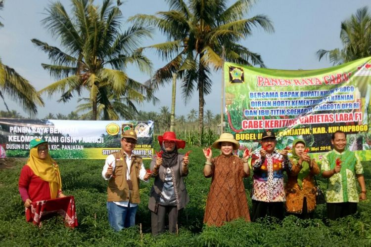 Menjelang bulan Ramadhan 1439 Hijriah, Kabupaten Kulon Progo, Daerah Istimewa Yogyakarta. panen raya cabai keriting. Nantinya, cabai akan dipasok ke wilayah Jabodetabek dan sebagian Sumatera.