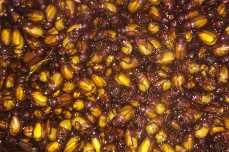 Serangga Puthul jadi kuliner ekstrem di Gunung Kidul