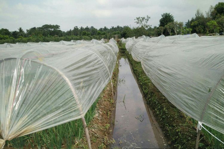 Petani Kabupaten Purbalingga menggunakan metode sungkup plastik atau rain shelter agar bisa bertanam bawang merah saat musim hujan